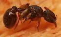 Myrmica punctiventris - photo 4