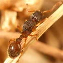 Myrmica punctiventris - photo 5