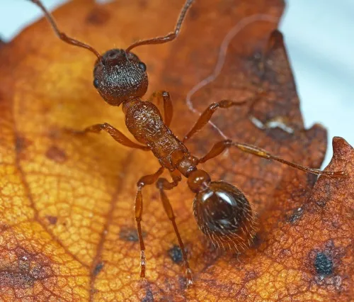 Myrmica ruginodis