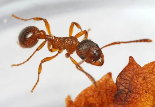 Myrmica ruginodis - photo 2