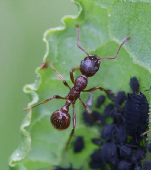 Myrmica ruginodis - photo 3