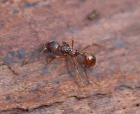 Myrmica ruginodis - photo 4