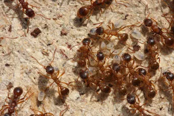 Myrmica ruginodis - photo 5