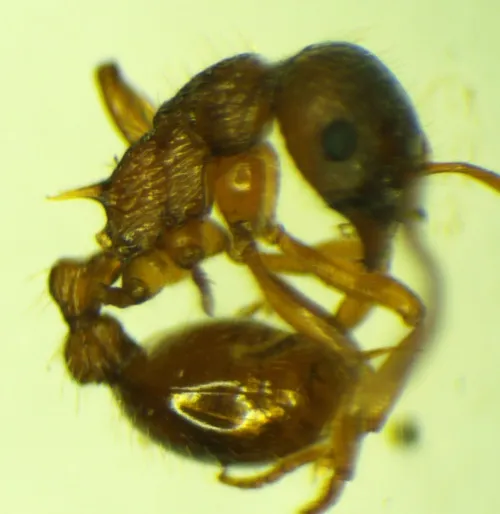 Myrmica ruginodis - photo 6