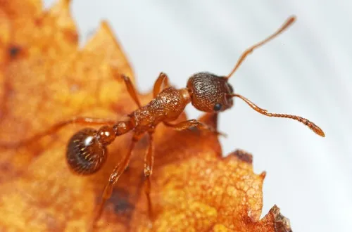 Myrmica ruginodis - photo 7