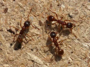 Myrmica ruginodis - photo 8