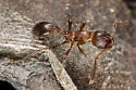 Myrmica rugiventris