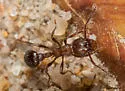 Myrmica rugiventris - photo 2