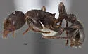 Myrmica rugiventris - photo 3