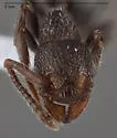 Myrmica rugiventris - photo 4