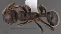 Myrmica rugiventris - photo 5