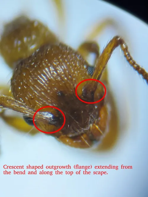 Myrmica sabuleti - photo 2