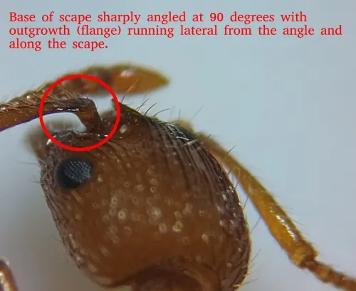 Myrmica sabuleti - photo 3