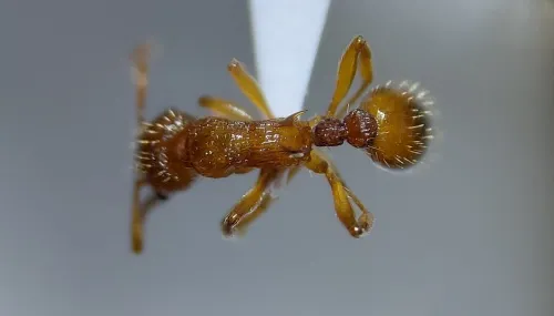 Myrmica sabuleti - photo 4