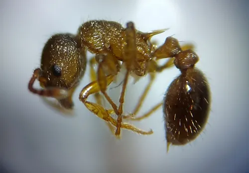 Myrmica scabrinodis