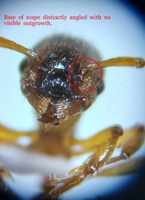 Myrmica scabrinodis - photo 2