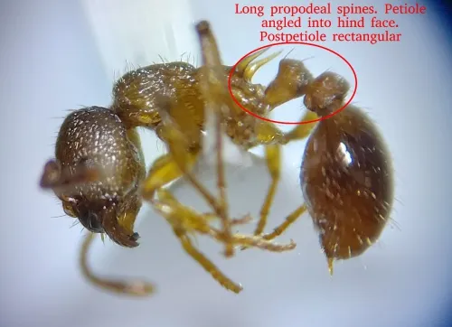 Myrmica scabrinodis - photo 3