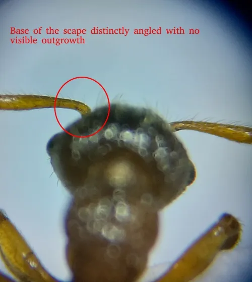 Myrmica scabrinodis - photo 4