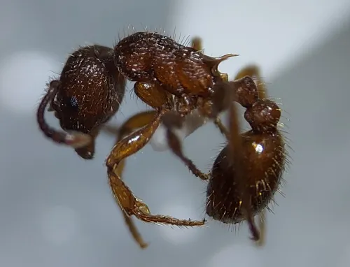 Myrmica schencki - Myrmica schencki