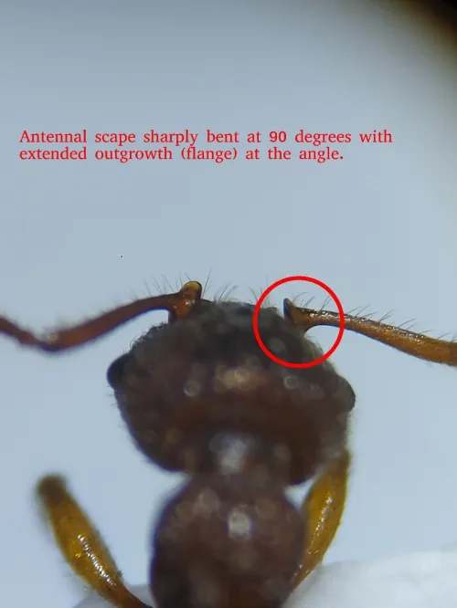 Myrmica schencki - photo 2