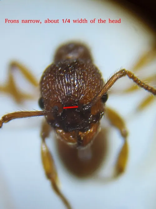 Myrmica schencki - photo 3