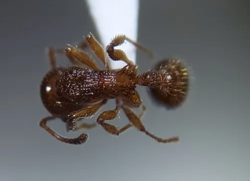 Myrmica schencki - photo 4