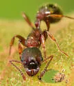 Myrmica spatulata