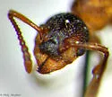 Myrmica spatulata - photo 2
