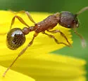 Myrmica spatulata - photo 3
