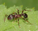 Myrmica spatulata - photo 4