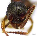 Myrmica spatulata - photo 5