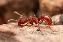 Myrmica striolagaster