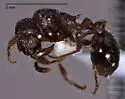 Myrmica tahoensis