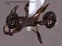 Myrmica tahoensis - photo 2