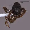 Myrmica tahoensis - photo 3