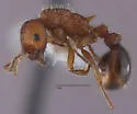 Myrmica tahoensis - photo 4