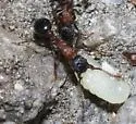 Myrmica tahoensis - photo 5