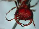 Myrmilloides grandiceps - Myrmilloides grandiceps