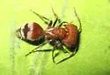 Myrmilloides grandiceps - photo 2