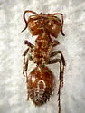 Myrmilloides grandiceps - photo 3
