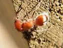 Myrmilloides grandiceps - photo 4