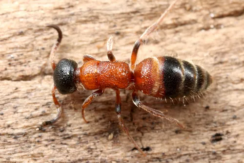 Myrmosa atra