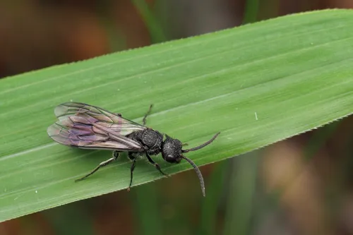 Myrmosa nigrofasciata