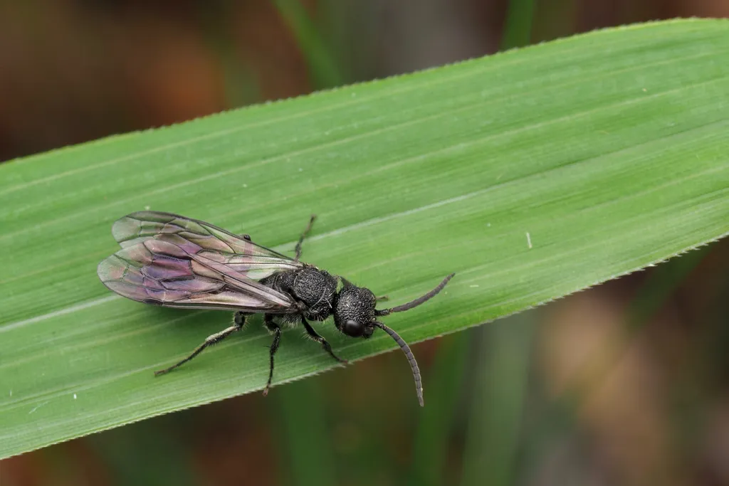 Myrmosa nigrofasciata - photo 2