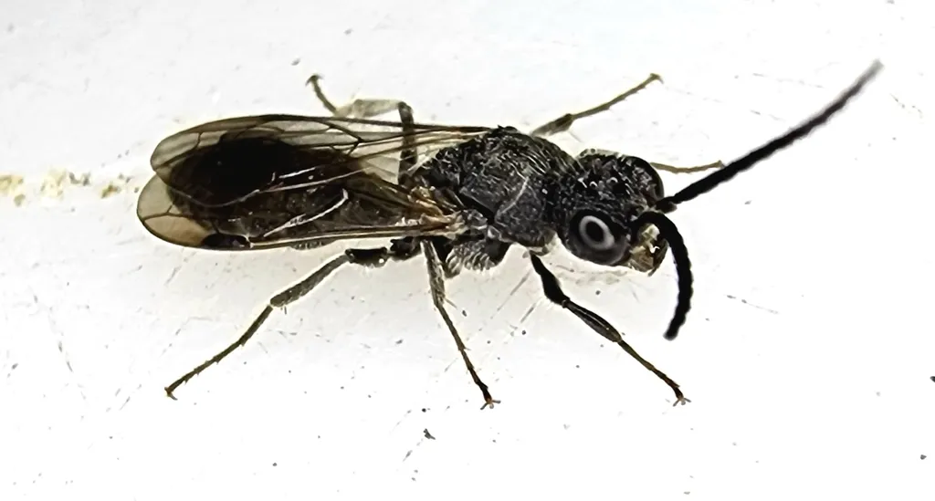 Myrmosa nocturna - photo 2