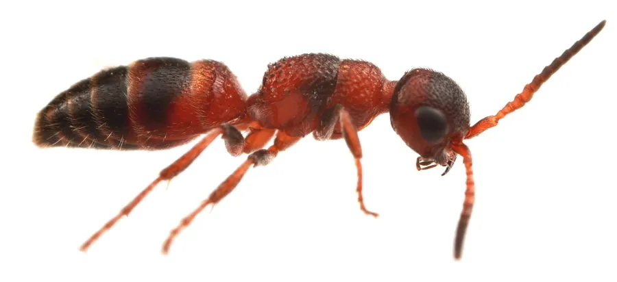 Myrmosa unicolor - photo 2