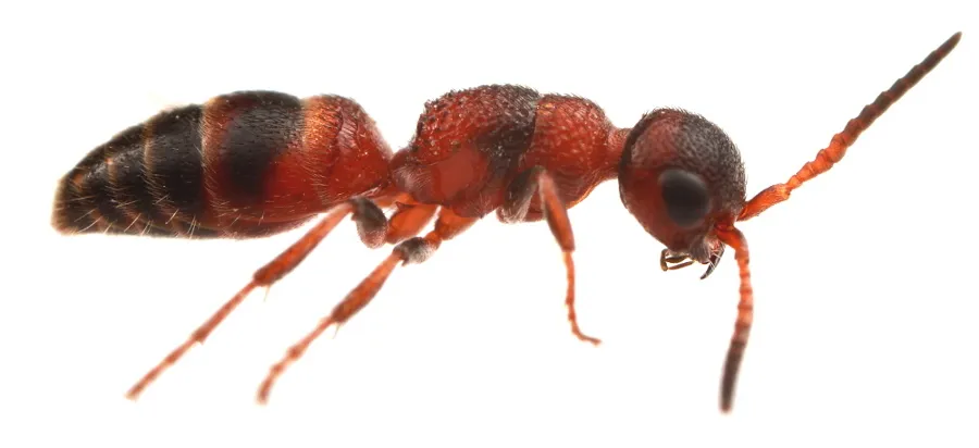 Myrmosa unicolor - photo 3