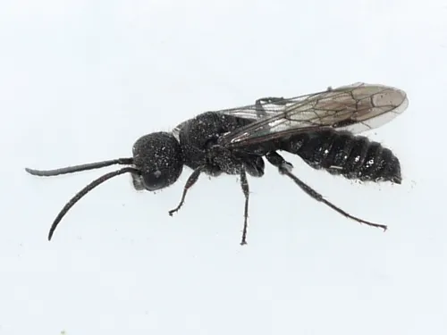 Myrmosid Wasps - photo 3