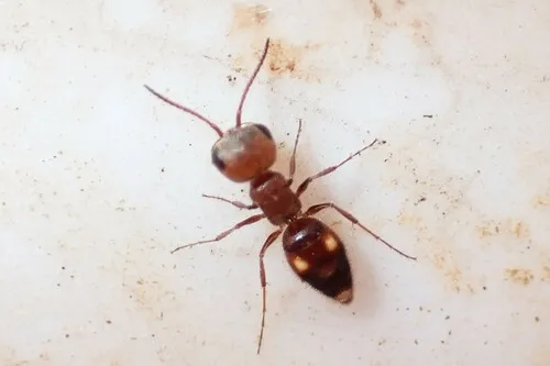 Myrmosula exaggerata