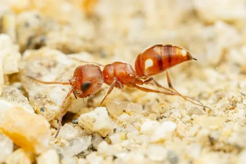 Myrmosula nasuta - photo 2